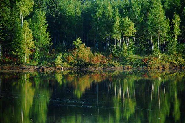 森林生態(tài)系統(tǒng)——森林生態(tài)系統(tǒng)的主要類型、特點(diǎn)和生產(chǎn)力（二）