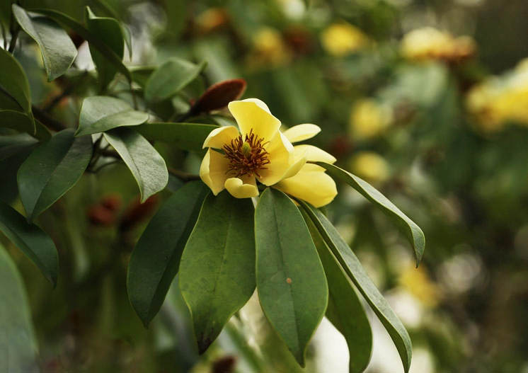 黃心夜合11 拷貝.jpg